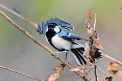 白目を剥くシジュウカラ