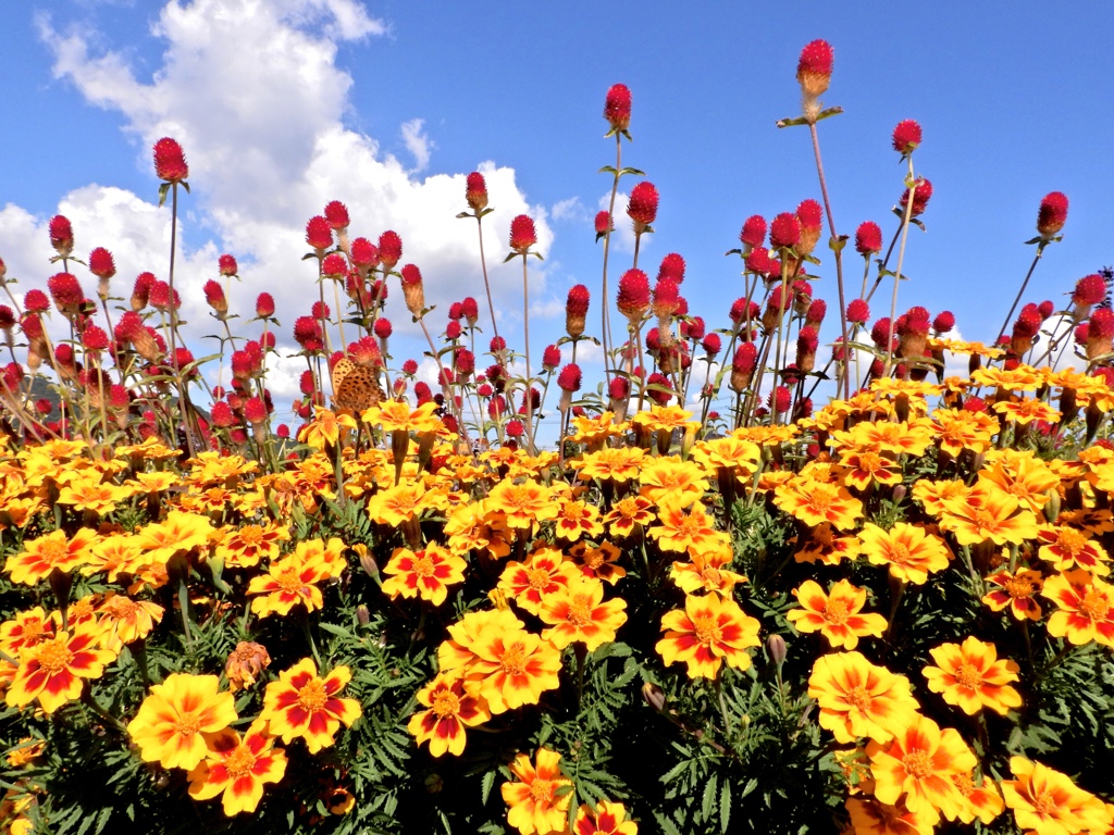 花園と青空