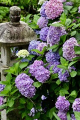 灯篭と紫陽花