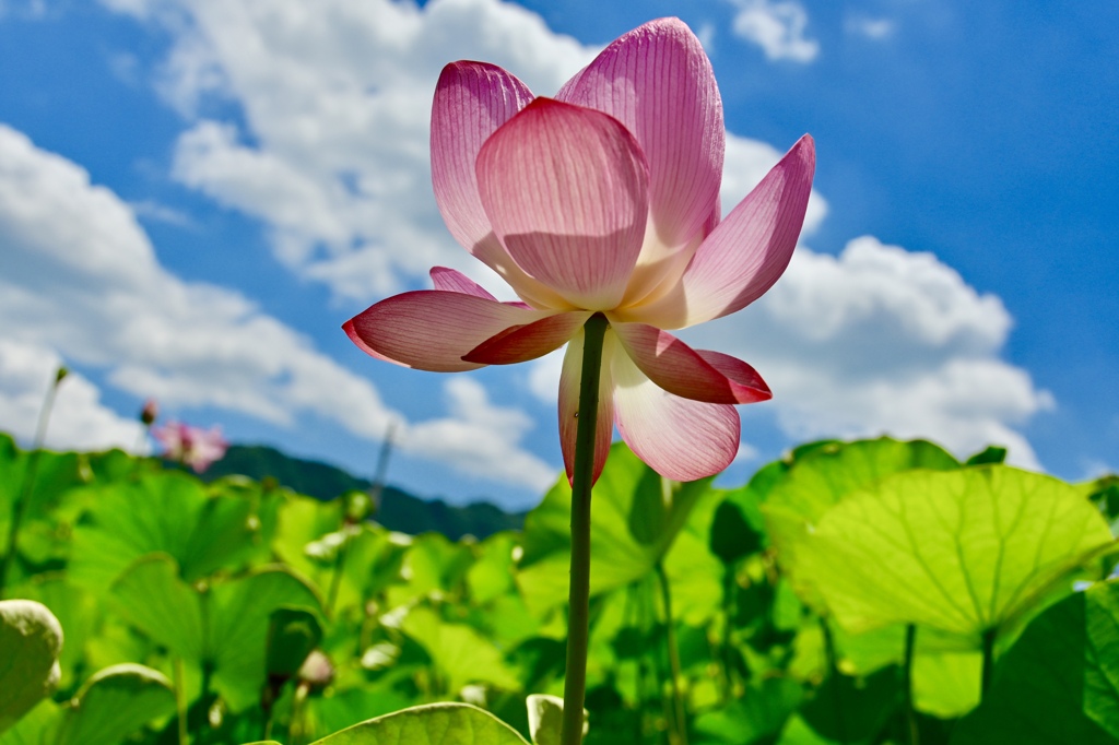 天高く