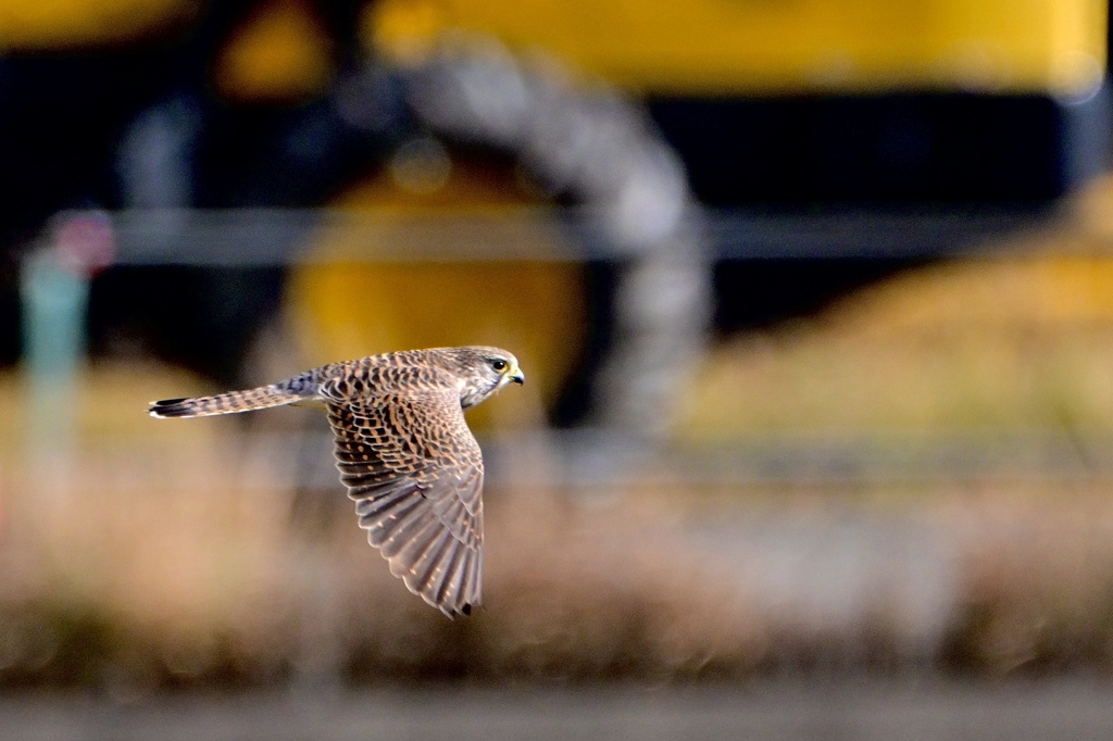 チョウゲンボウとトレーラー