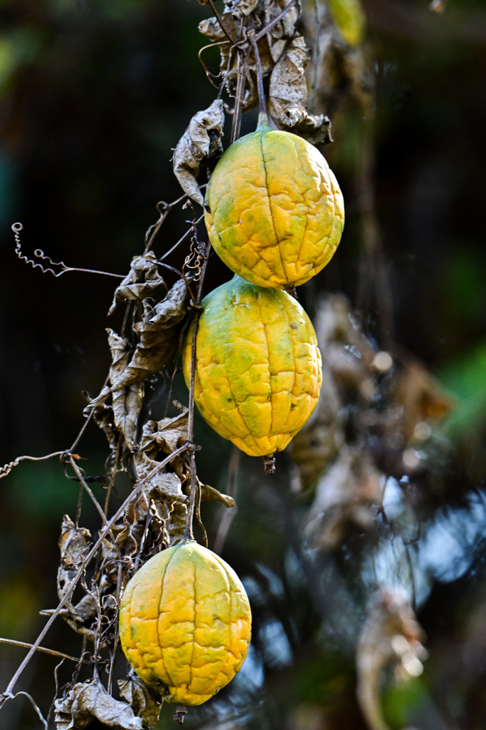キカラスウリ熟れる