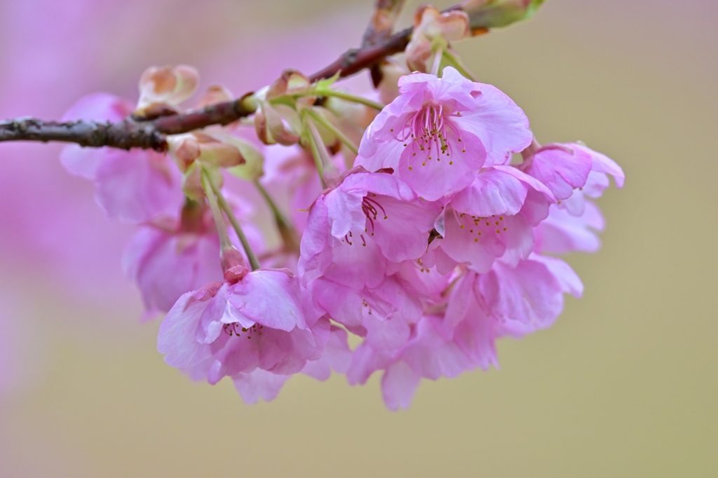 爽やかな花