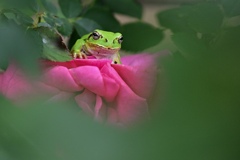 蓮華座に座るカエル！