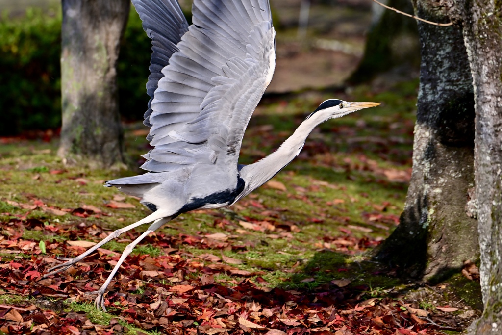 紅葉を楽しむサギ