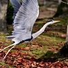 紅葉を楽しむサギ