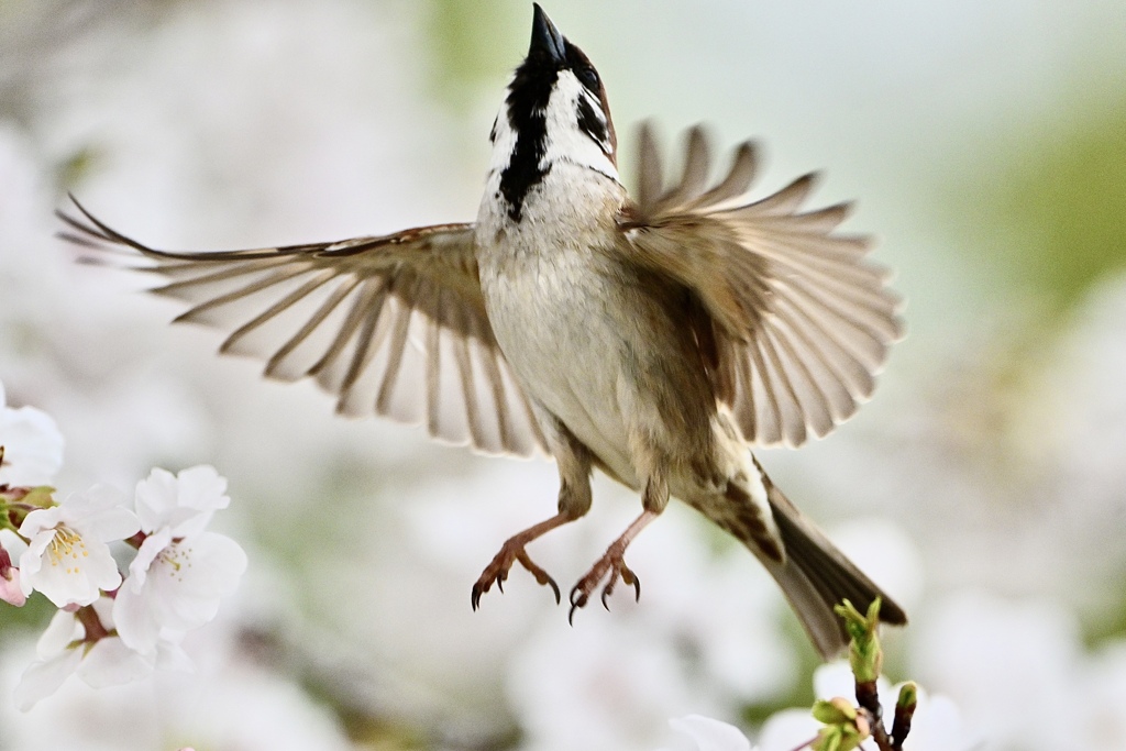 春の舞