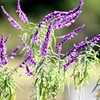 踊るセージの花
