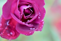 雨に咲く花
