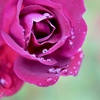 雨に咲く花