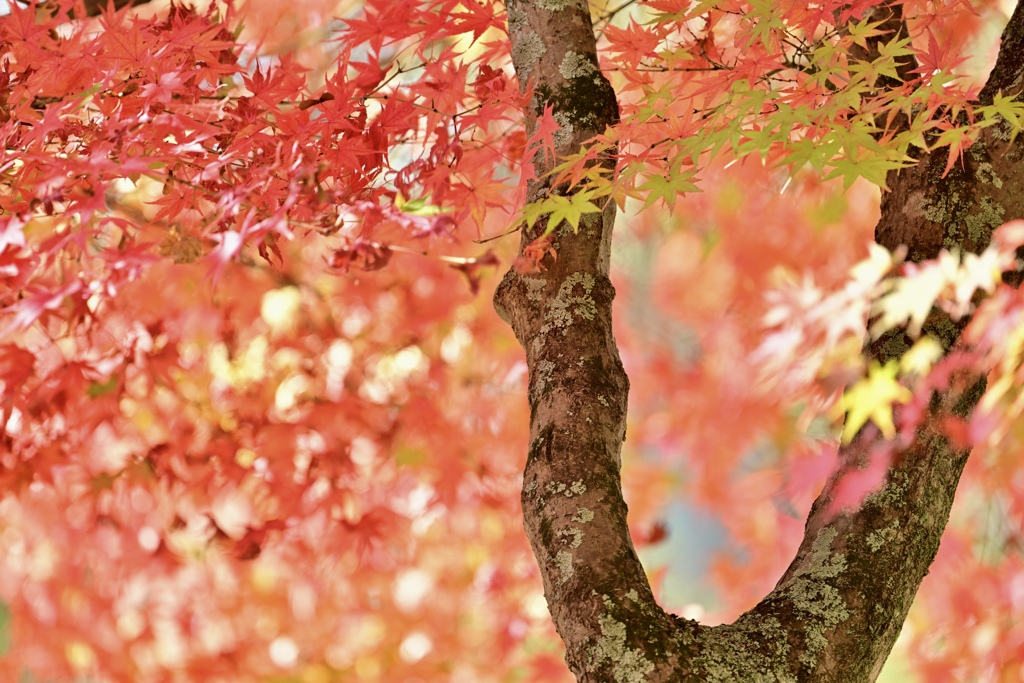 揺れる紅葉