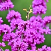 萌える花