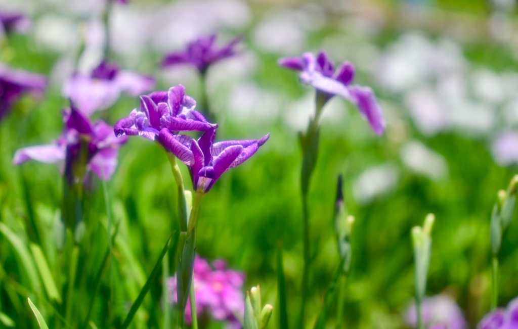 艶やかな菖蒲