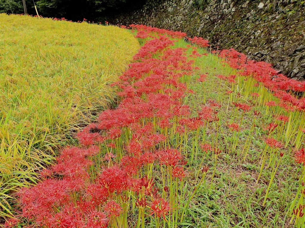 里山の秋