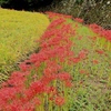 里山の秋