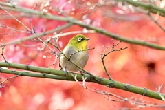 紅葉を楽しむメジロさん