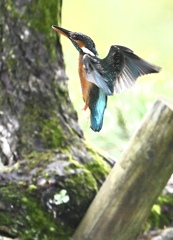 カワセミ木に登る‼︎