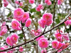 梅の花満開〜^_^