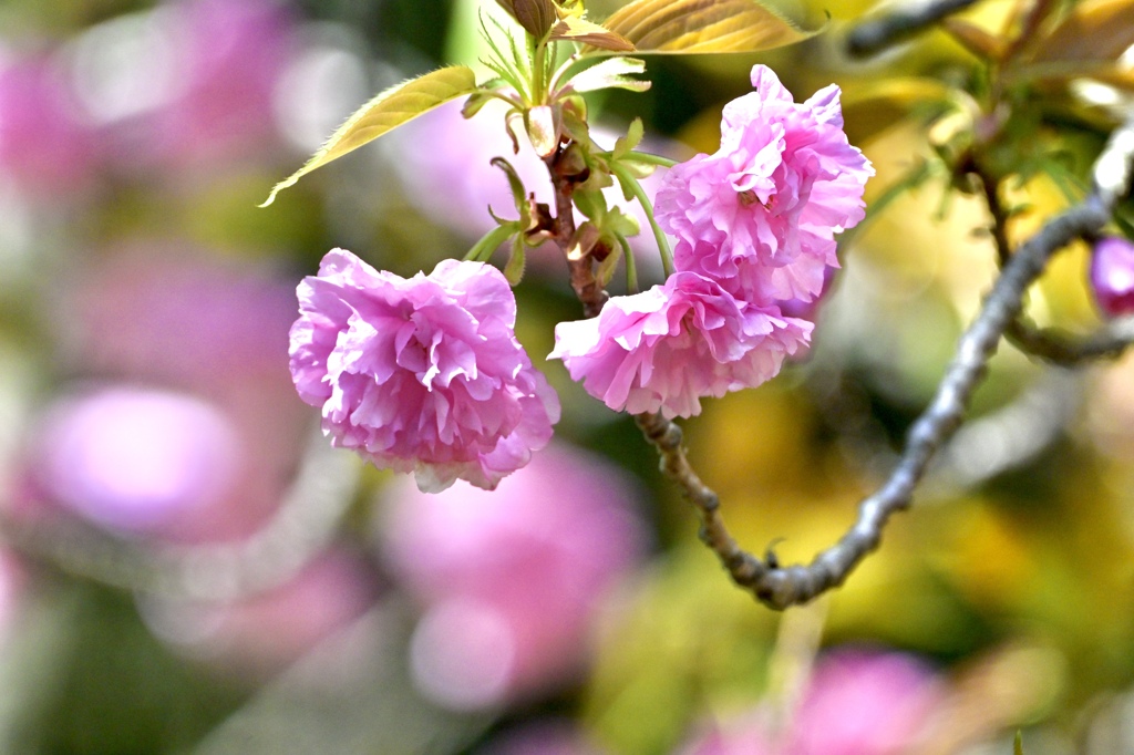最後の桜