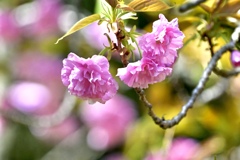 最後の桜