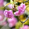 最後の桜