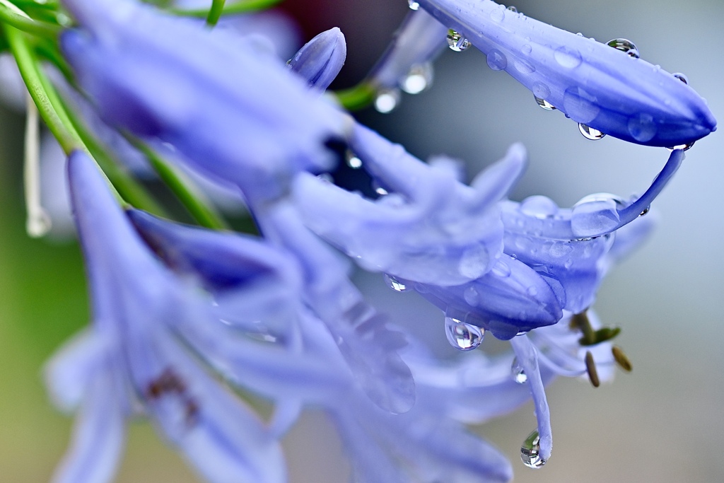 雨上がりの美