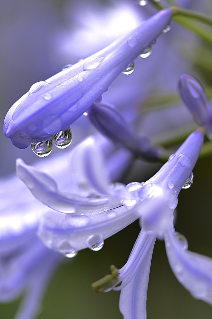 雨上がりの雫