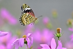 花園を飛ぶ蝶