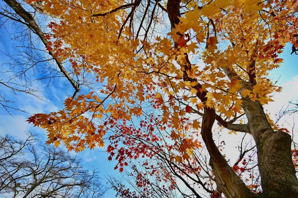 青空に映える紅葉