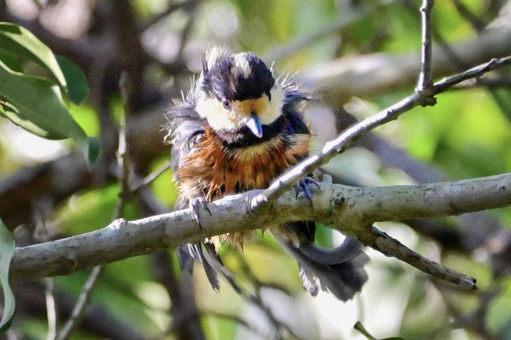 ブルブルブル〜！