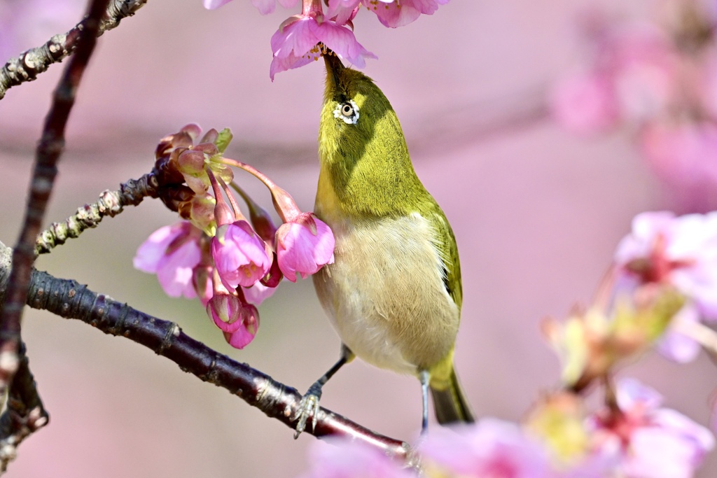 サクジローの吸蜜
