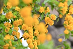 萌るヤマブキの花