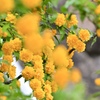 萌るヤマブキの花