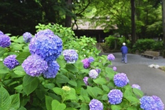 咲き始めた紫陽花