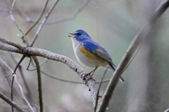 囀るルリ君発見！