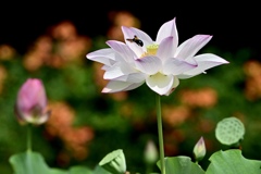 蓮の花咲く頃