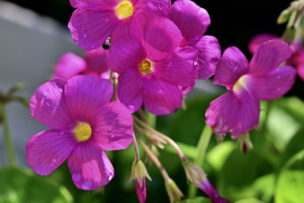 さわやかな花カタバミ