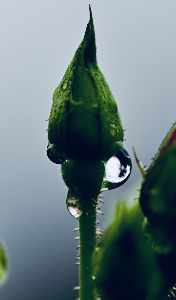 バラの蕾に雫