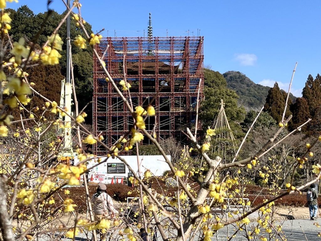 五重塔とロウバイ