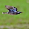 草原を飛ぶムクドリさん