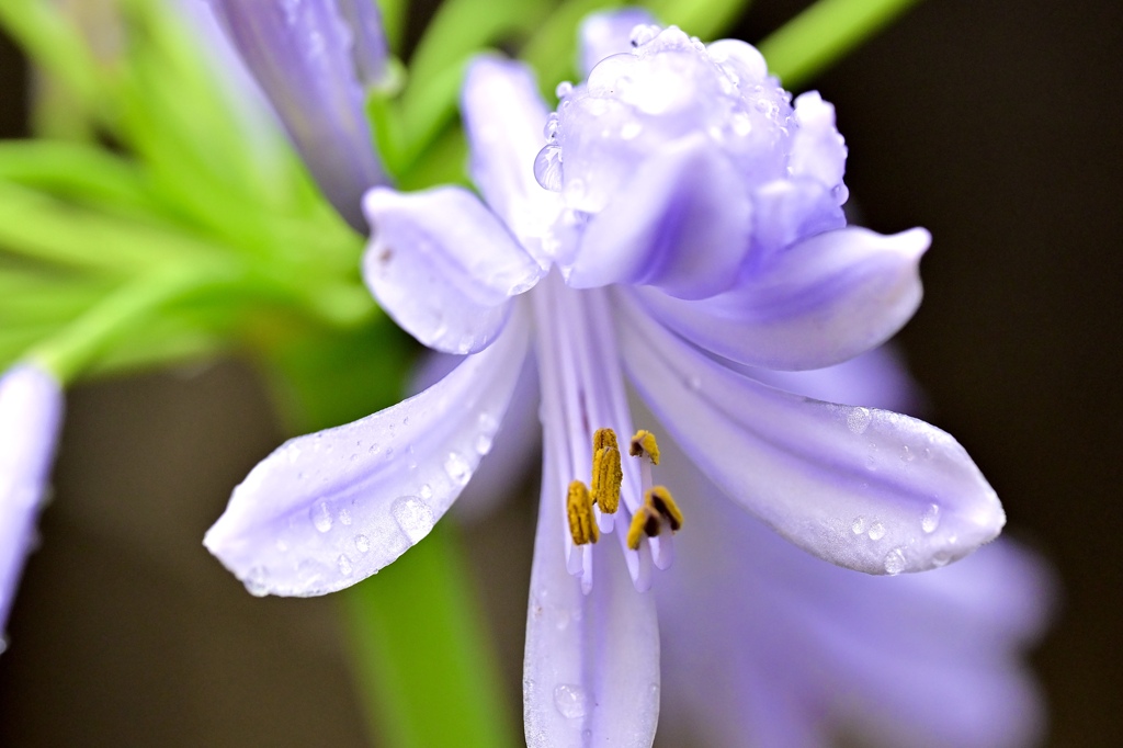 まろやかに咲く花