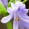 まろやかに咲く花