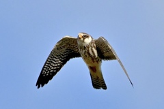 初めて出会った野鳥さん