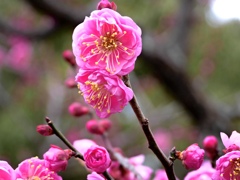 今年も咲いたよ〜