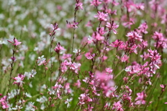 咲き誇る花たち
