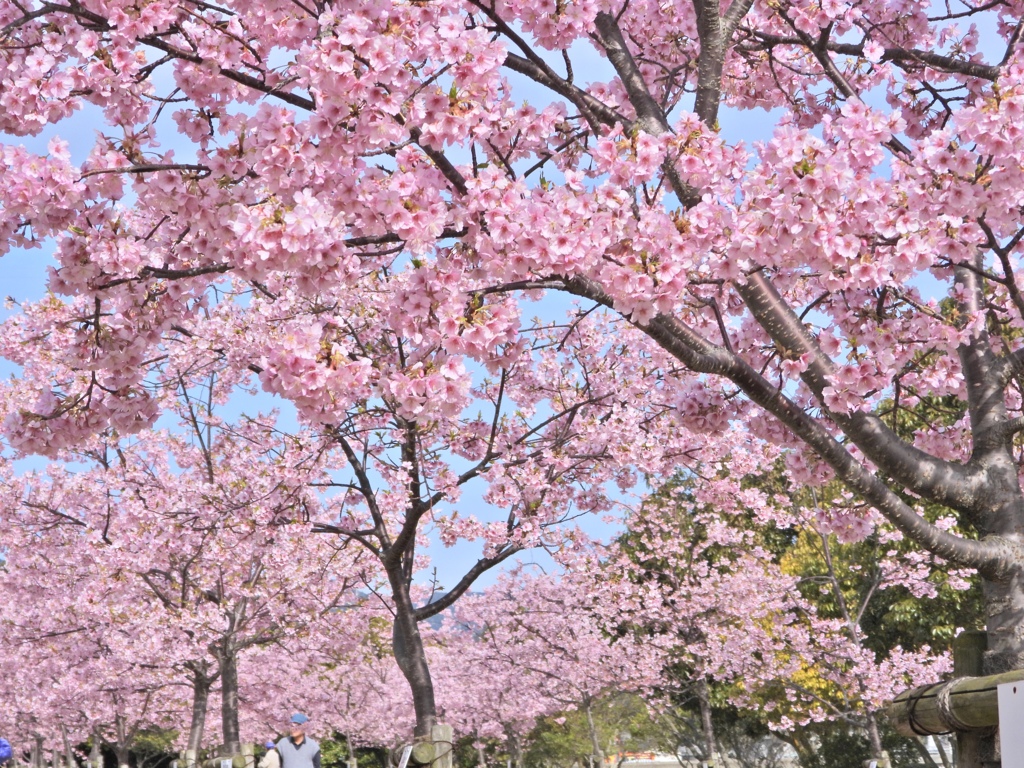 河津桜・満開〜^_^