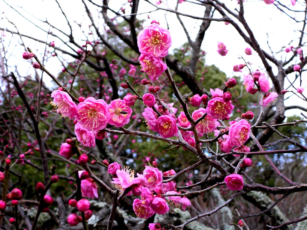 さ〜ドンドン咲きますよ〜