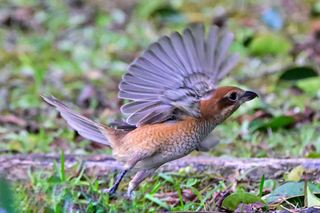 鳥の撮り納め＾＾