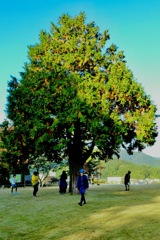一本の木とその情景