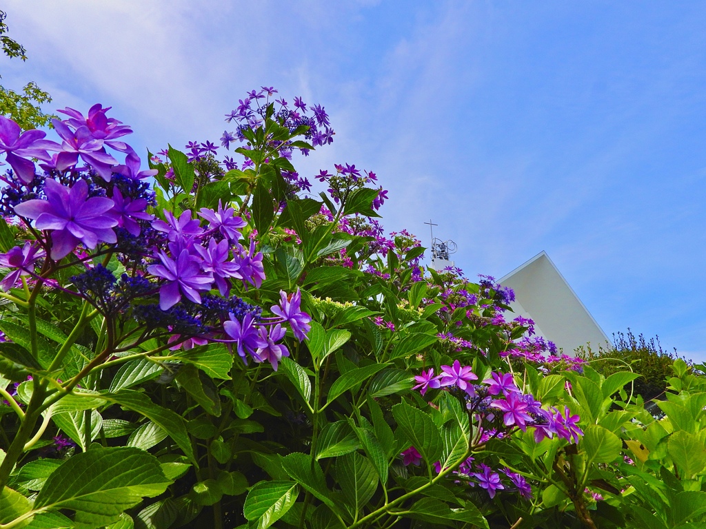 聖堂を隠す紫陽花